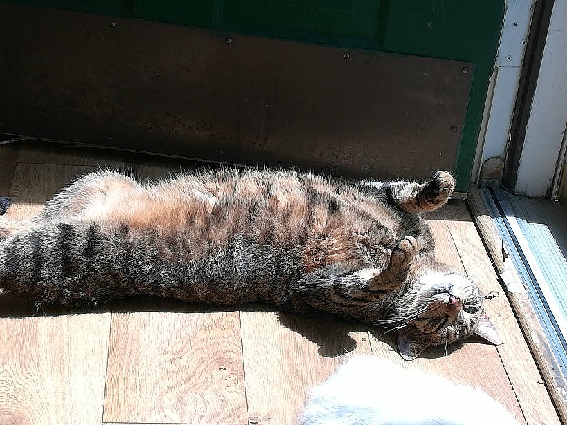 Fitzgerald joined the competition — help win amazing prizes! carnivore, cat, domestic_short_haired_cat, european_shorthair, felidae, fur, nap, sleep, small_to_medium_sized_cats, snout, tail, whiskers