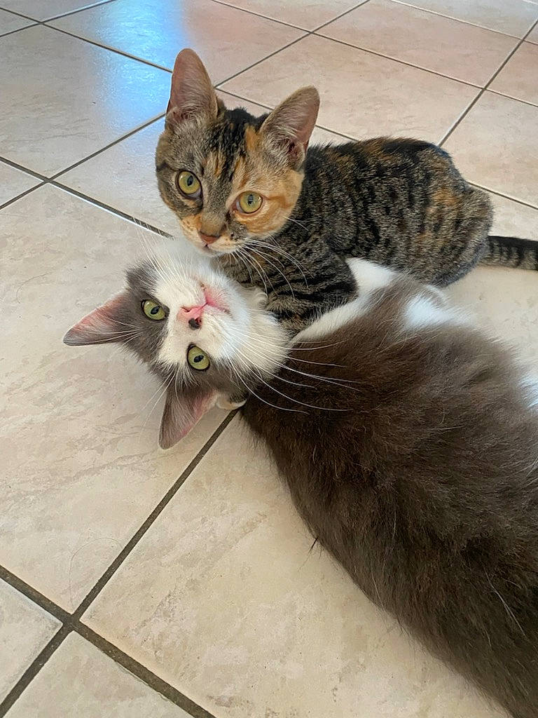 Harper participe au concours pour gagner de l'argent avec cette photo : carnivore, cat, claw, domestic_short_haired_cat, felidae, flooring, foot, fur, grey, paw, sitting, small_to_medium_sized_cats, snout, tail, terrestrial_animal, whiskers