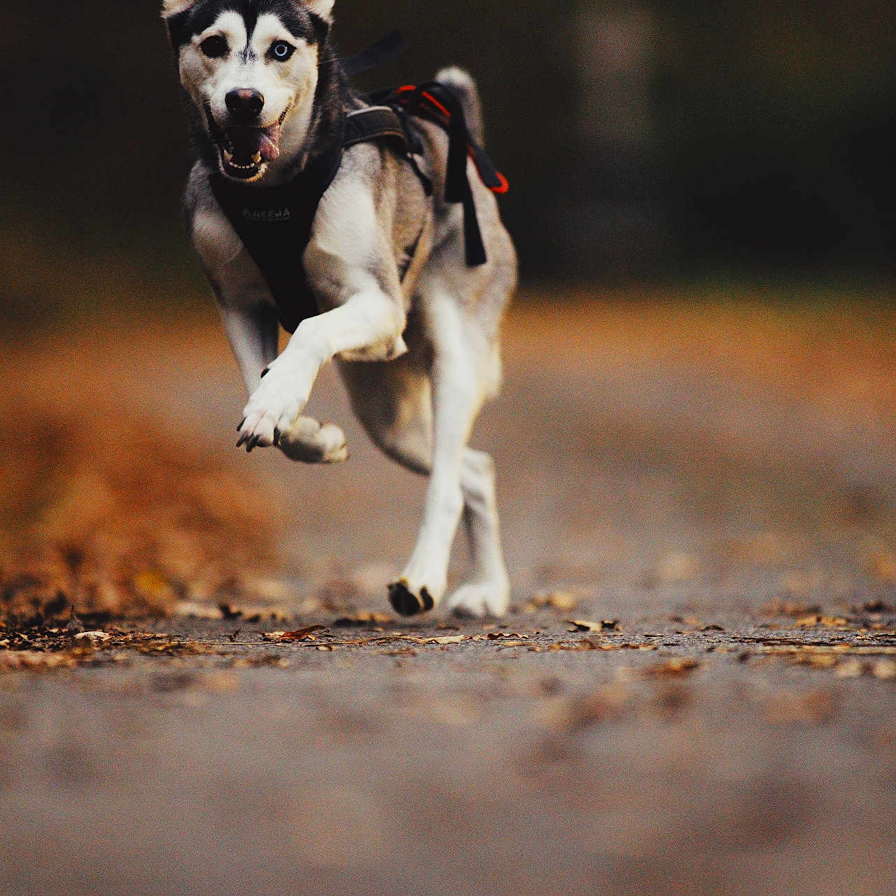 Luna participe au concours pour gagner de l'argent avec cette photo : accessories, animal, bodypart, bulldog, canine, dog, eskimodog, hound, husky, leash, mouth, outdoors, pet, pointer, puppy, redwolf, snout, strap, whitedog, wolf