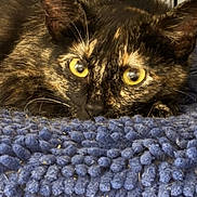 Roxie joined the competition — help win amazing prizes! cat, tortoiseshell_cat, animal, pet, feline, portrait, close_up, golden_eyes, whiskers, ears, fur, brown_fur, black_fur, blue_blanket, textured_fabric, indoor, cage, grid, staring, photography