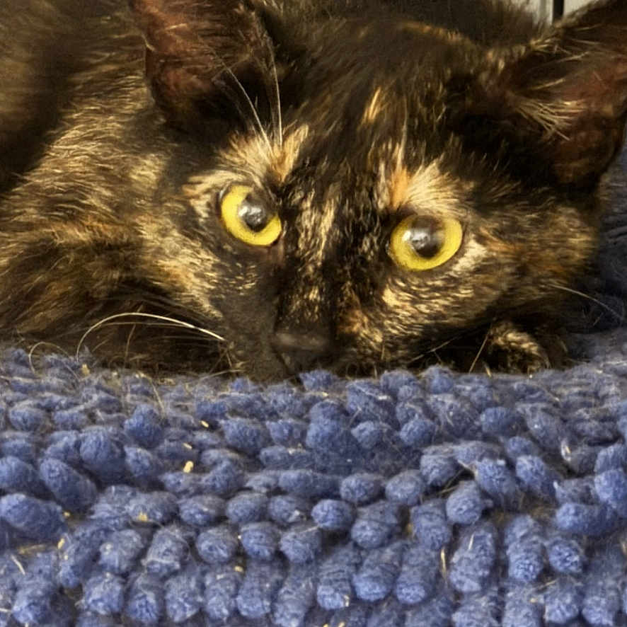 Roxie joined the competition — help win amazing prizes! cat, tortoiseshell_cat, animal, pet, feline, portrait, close_up, golden_eyes, whiskers, ears, fur, brown_fur, black_fur, blue_blanket, textured_fabric, indoor, cage, grid, staring, photography