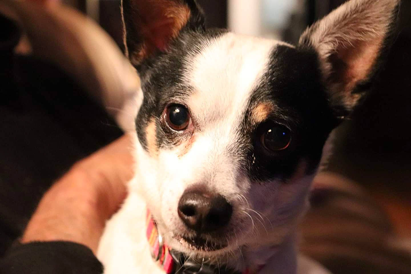 Snoopy joined the competition — help win amazing prizes! canidae, carnivore, chihuahua, companion_dog, corgi_chihuahua, dog, dog_breed, ear, feist, mammal, miniature_fox_terrier, nose, puppy, rat_terrier, snout, sporting_group, teddy_roosevelt_terrier, toy_fox_terrier, vertebrate, whiskers