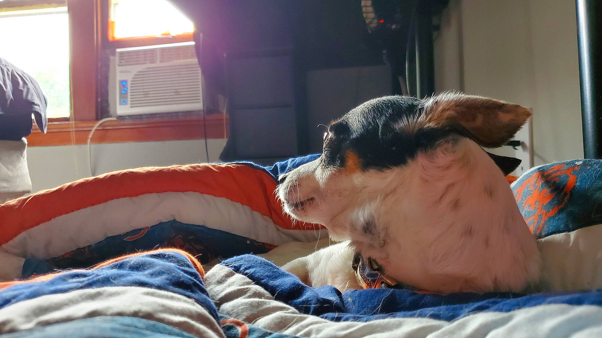 Snoopy is registered to the contest to win money with this photo: canidae, carnivore, comfort, companion_dog, dog, dog_breed, ear, fox_terrier, furniture, nap, snout, sporting_group