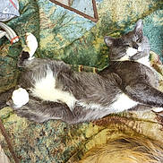 Charlie is registered to the contest to win money with this photo: cat, gray_cat, white_paws, relaxed, sleeping, blanket, patterned_blanket, fur, dog_fur, foot, barefoot, home, cozy, pet, animal, indoor, floor, resting, whiskers, tail
