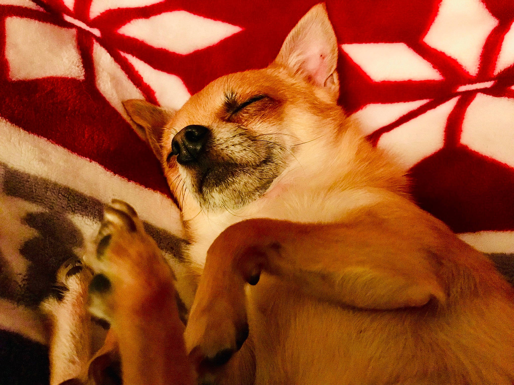 Lucky joined the competition — help win amazing prizes! ancient_dog_breeds, canidae, canis, carnivore, comfort, companion_dog, dog, dog_breed, dog_supply, fawn, fur, paw, snout, spitz, sporting_group, tail, terrestrial_animal, whiskers, wildlife, wood