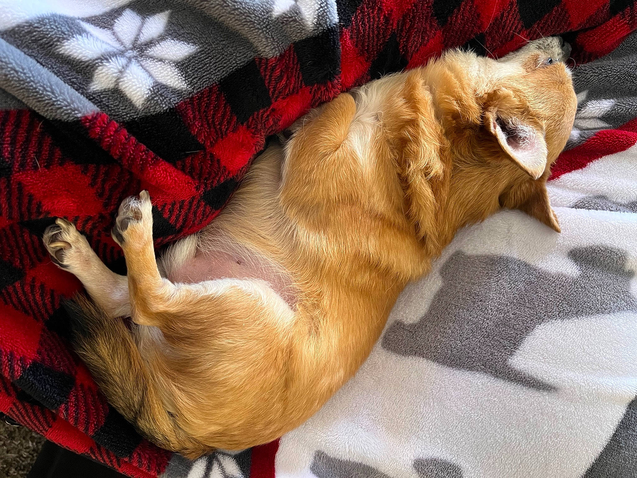 Lucky joined the competition — help win amazing prizes! canidae, carnivore, comfort, companion_dog, couch, dog, dog_breed, dog_supply, fawn, felidae, foot, fur, linens, liver, paw, pet_supply, snout, sporting_group, tail, whiskers