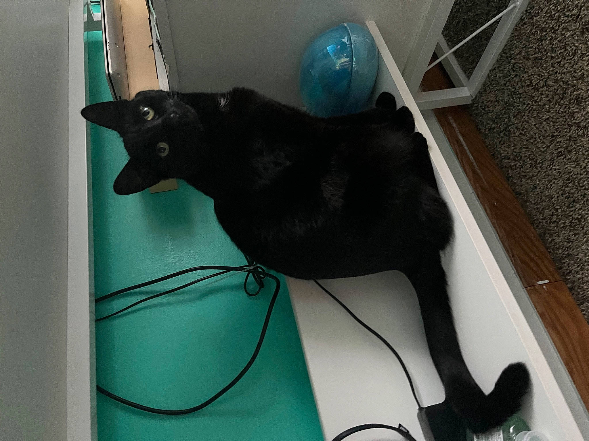 Selena is registered to the contest to win money with this photo: audio_equipment, black_cat, bombay, cable, carnivore, cat, comfort, communication_device, domestic_short_haired_cat, electrical_wiring, felidae, flooring, gadget, room, small_to_medium_sized_cats, tail, telephone, telephony, whiskers, wire