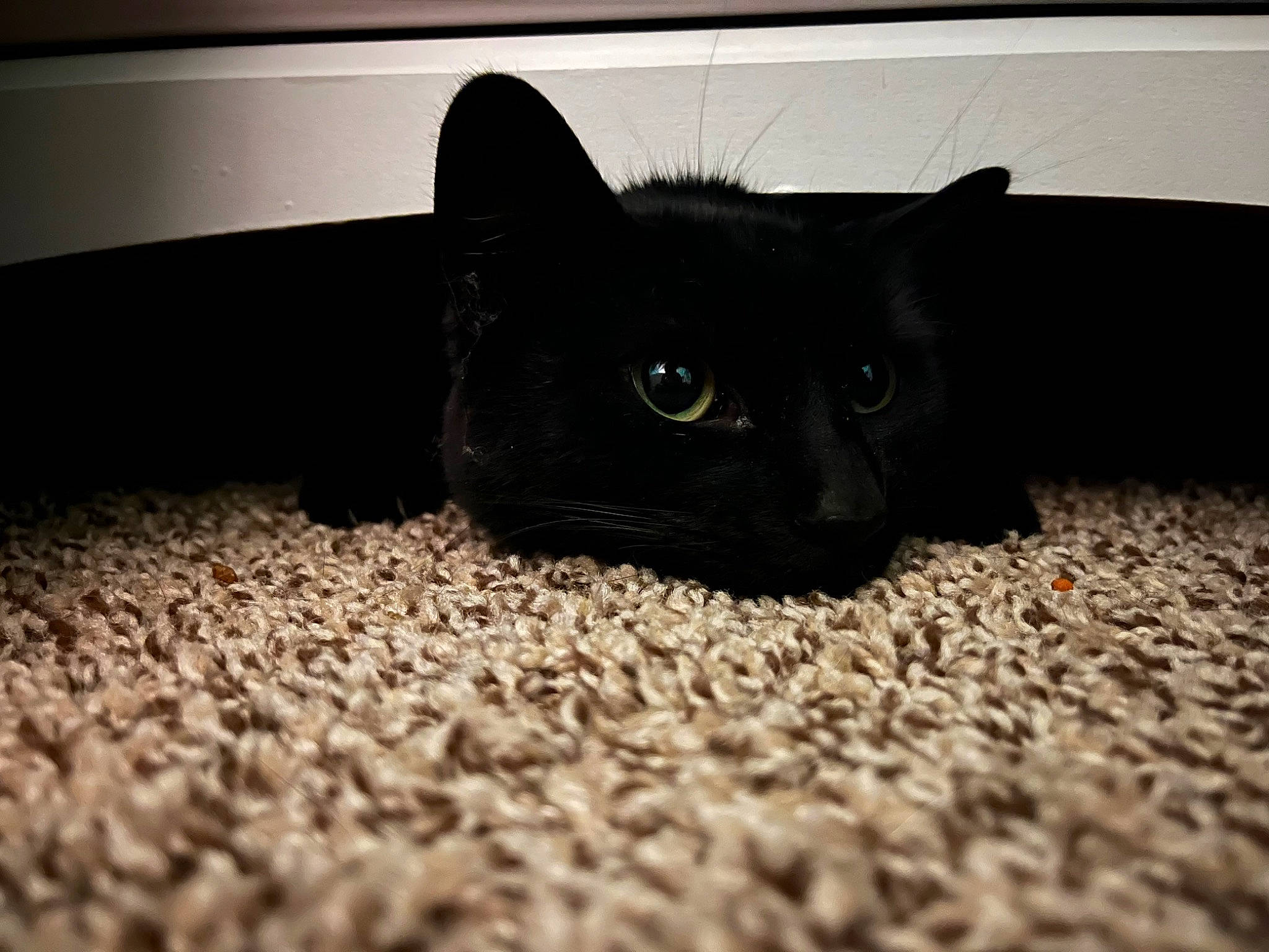 Selena joined the competition — help win amazing prizes! black_cat, bombay, carnivore, cat, claw, comfort, domestic_short_haired_cat, eye, felidae, flooring, fur, grey, paw, room, small_to_medium_sized_cats, snout, tail, terrestrial_animal, whiskers, wood