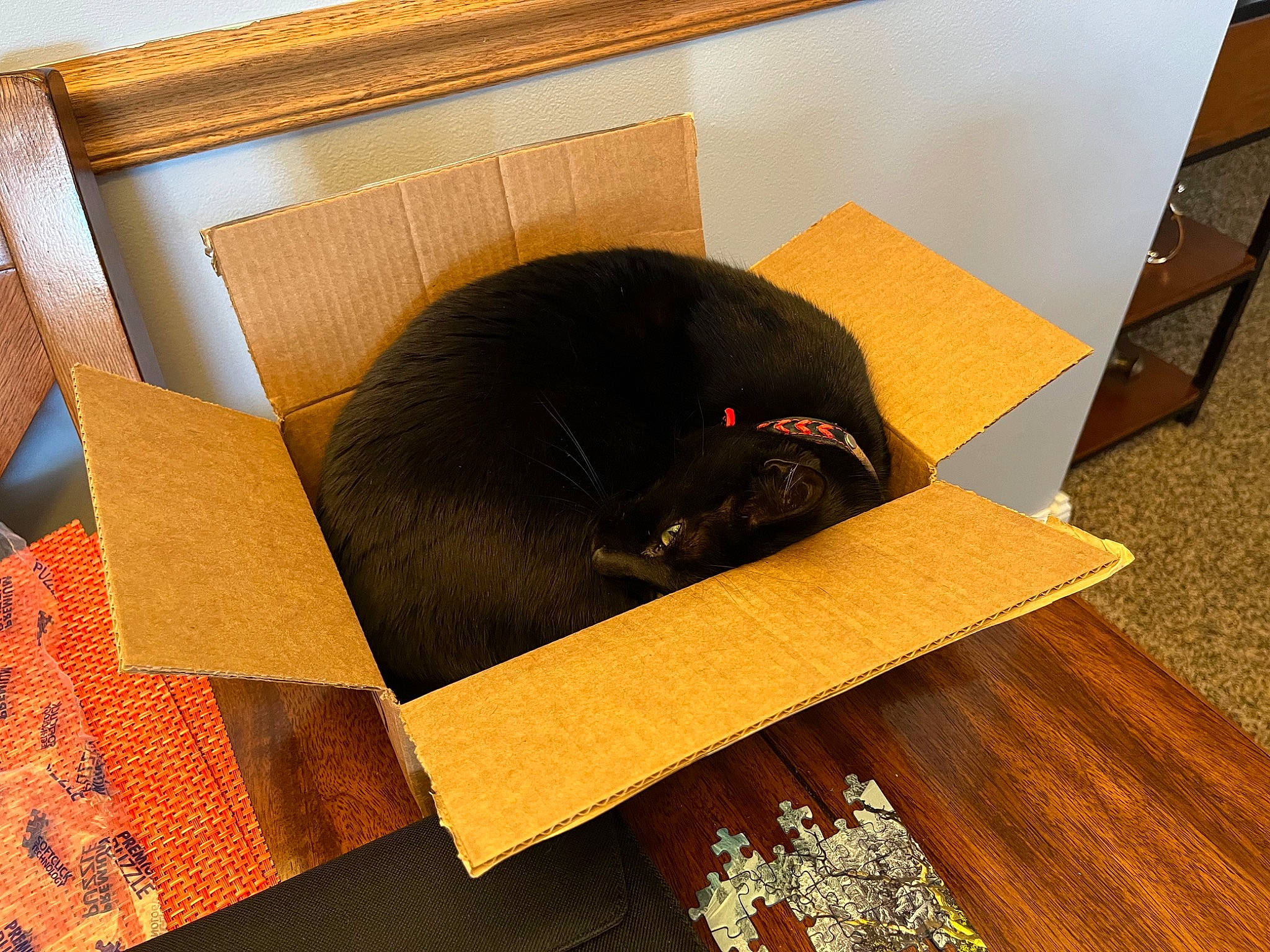 Selena joined the competition — help win amazing prizes! brown, carnivore, cat, comfort, fashion_accessory, felidae, floor, flooring, fur, hardwood, plywood, rectangle, room, small_to_medium_sized_cats, snout, tail, tints_and_shades, varnish, wood, wood_stain