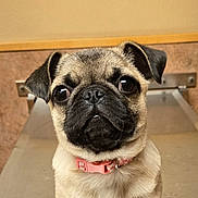 Yuki is registered to the contest to win money with this photo: pug, puppy, dog, close_up, pet, collar, pink_collar, face, ears, fur, animal, cute, indoors, portrait, looking, expression, small_dog, canine, young, muzzle