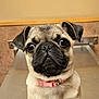 pug, puppy, dog, close_up, pet, collar, pink_collar, face, ears, fur, animal, cute, indoors, portrait, looking, expression, small_dog, canine, young, muzzle