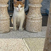Marshmello is registered to the contest to win money with this photo: cat, kitten, orange_and_white, stone_baluster, granite, curious, animal, pet, sitting, outdoor, floor, architecture, close_up, young_cat, small, feline, quiet, still, daylight, nature