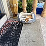 Marshmello is registered to the contest to win money with this photo: cat, pet_bed, porch, decorative_mat, vase, stone_pillars, greenery, outdoor, relaxing, orange_cat, white_cat, animal, resting, comfort, nature, sunlight, quiet, home, daytime, pavement