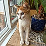 Marshmello joined the competition — help win amazing prizes! cat, orange_cat, white_cat, indoor, window, plant, potted_plant, table, wooden_table, curious, pet, domestic_cat, leaf, houseplant, side_view, looking_away, feline, whiskers, natural_light, domestic