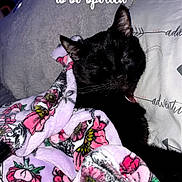 Midnight joined the competition — help win amazing prizes! animal, bed, black_cat, blanket, cat, comfort, cozy, cute, domestic, floral_pattern, fur, indoor, nap, pet, pillow, relaxation, resting, sleeping, soft, text_overlay