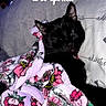 animal, bed, black_cat, blanket, cat, comfort, cozy, cute, domestic, floral_pattern, fur, indoor, nap, pet, pillow, relaxation, resting, sleeping, soft, text_overlay