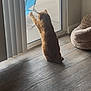 cat, orange_tabby, indoor, wooden_floor, glass_door, blue_chair, pet_bed, sunlight, window, home, furniture, curtains, animal, sitting, reaching, quiet, cozy, domestic, daylight, interior