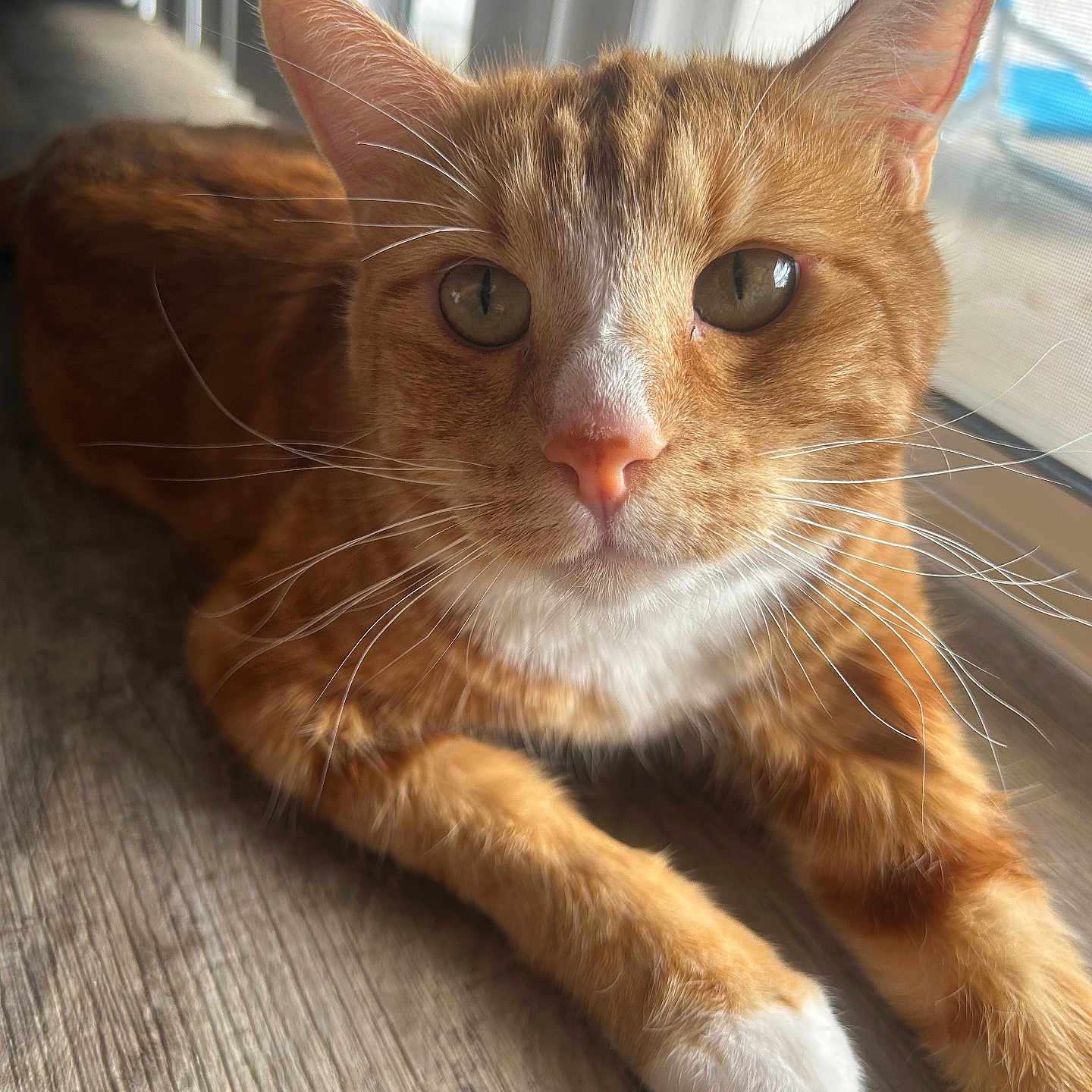Triggs is registered to the contest to win money with this photo: alert, animal, cat, close_up, cute, domestic_cat, feline, fur, indoor, laying_down, mammal, natural_light, orange_tabby, pet, portrait, relaxed, whiskers, white_paws, window_light, wooden_floor