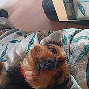 Biscuit a rejoint le concours — aidez-le/la à gagner de superbes lots ! bed, black, blanket, brown, canine, closeup, collar, comfort, cozy, dog, fur, indoor, leaf_pattern, mirror, nose, pet, reflection, relaxed, resting, whiskers