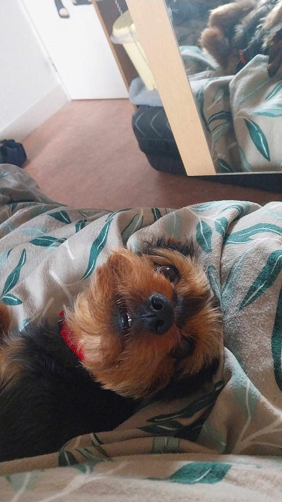 Biscuit