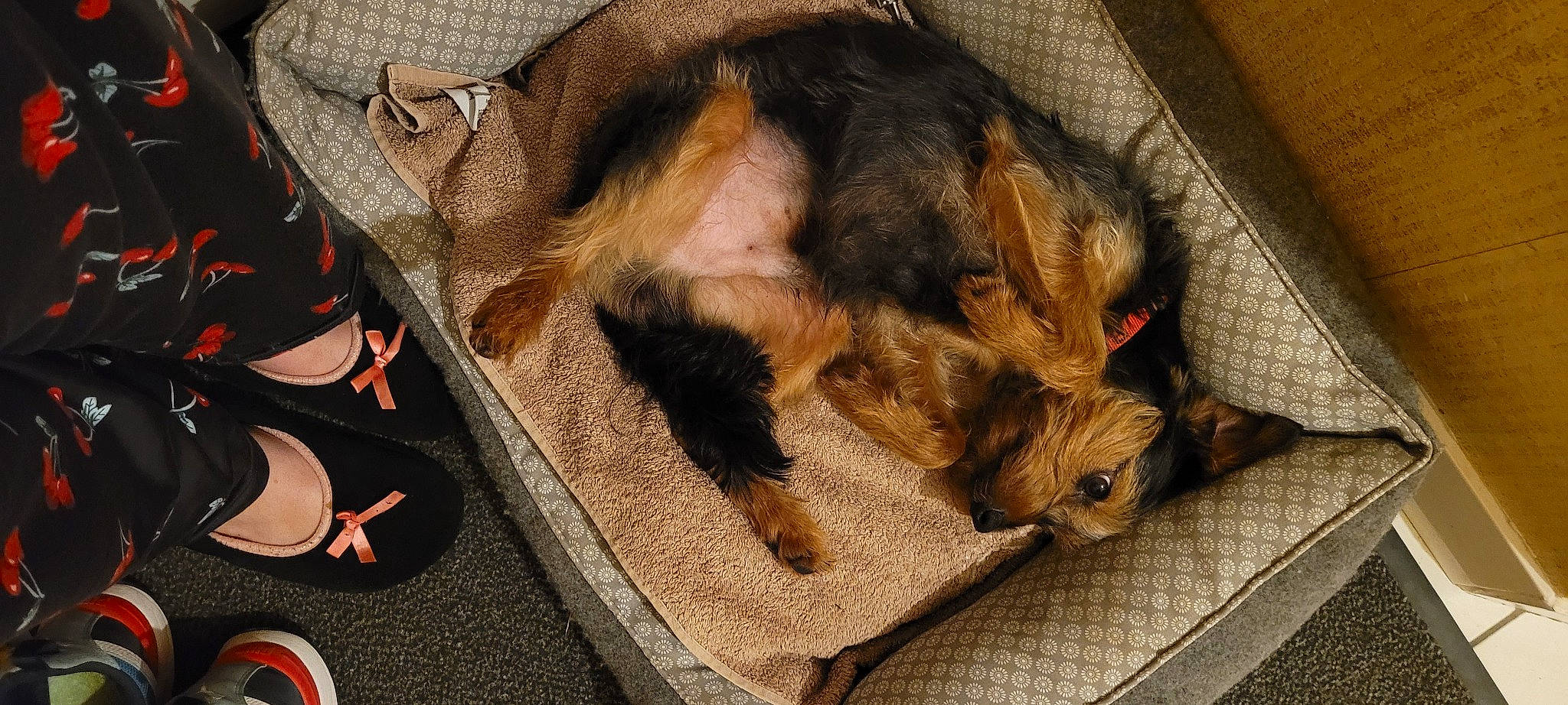 Biscuit participe au concours pour gagner de l'argent avec cette photo : brown, canidae, carmine, carnivore, claw, comfort, companion_dog, dog, dog_breed, fawn, felidae, flooring, foot, fur, liver, snout, sporting_group, tail, terrestrial_animal, wood