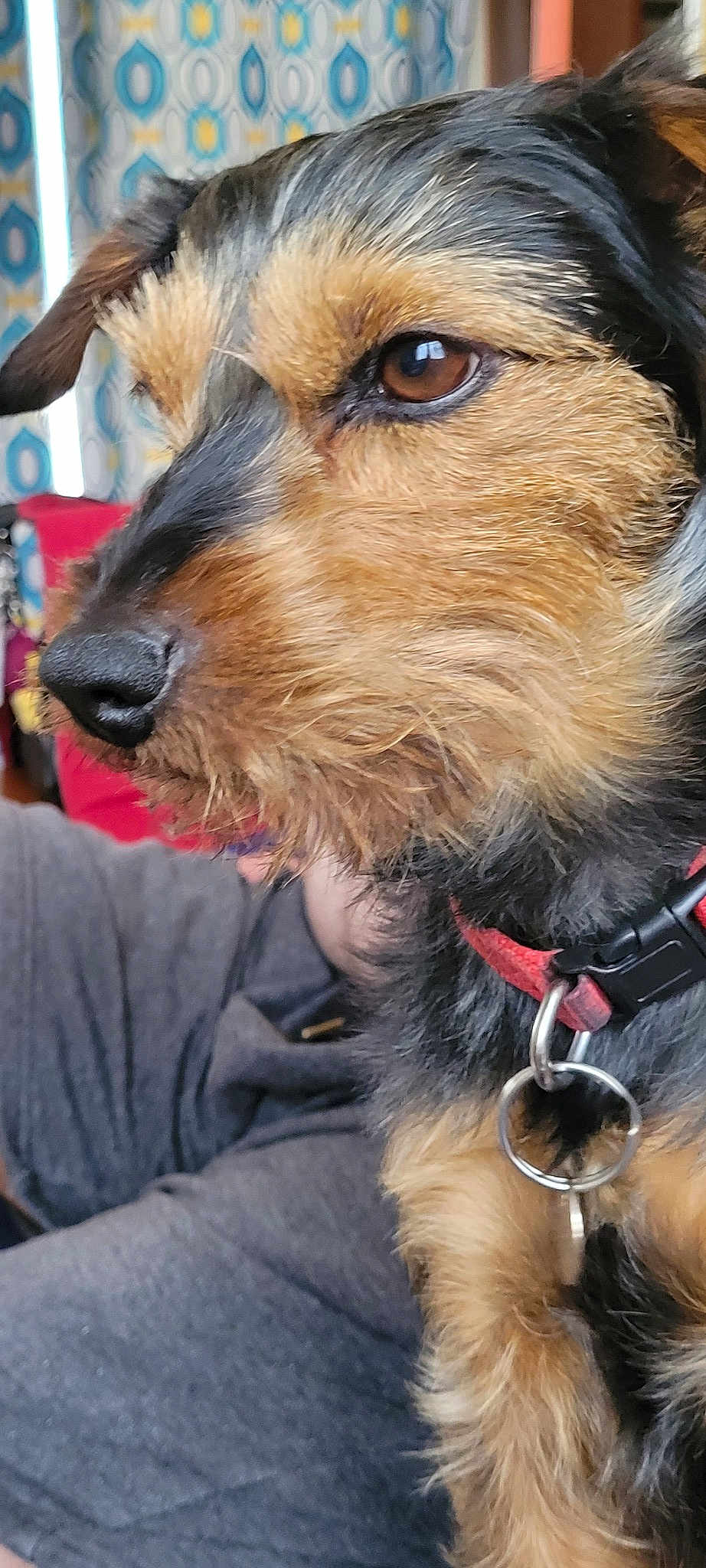 Biscuit