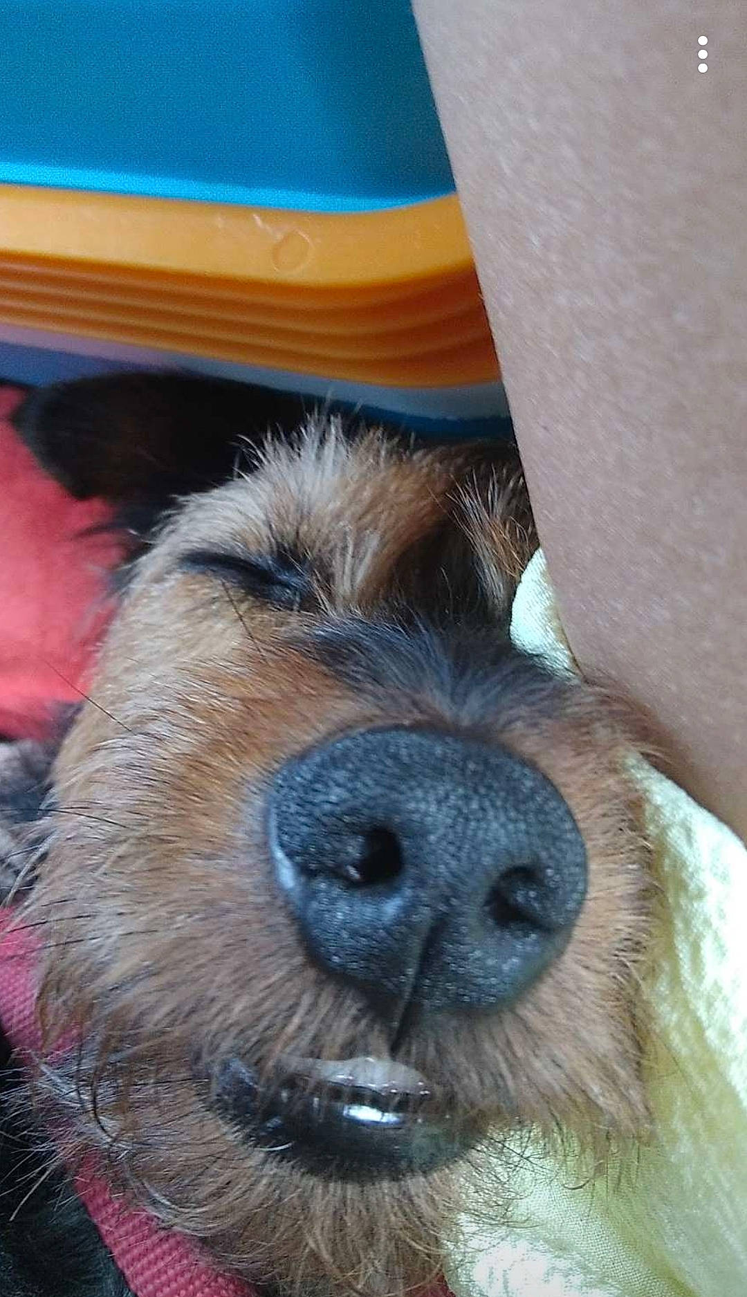 Biscuit a rejoint le concours — aidez-le/la à gagner de superbes lots ! canidae, carnivore, companion_dog, dog, dog_breed, fur, pet_supply, snout, sporting_group, terrestrial_animal, terrier, whiskers, working_animal