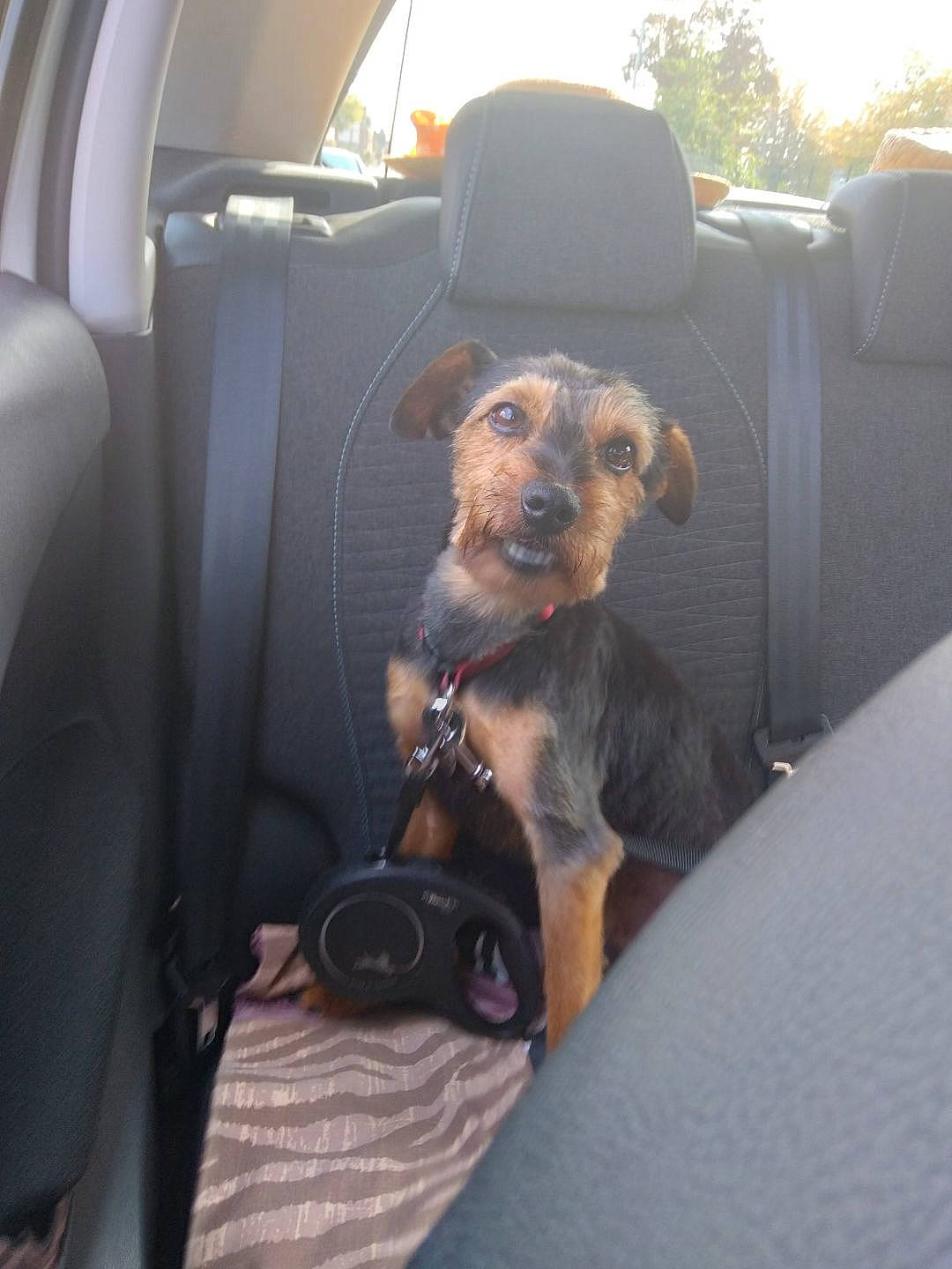 Biscuit a rejoint le concours — aidez-le/la à gagner de superbes lots ! auto_part, automotive_exterior, automotive_window_part, car, car_seat, car_seat_cover, carnivore, collar, companion_dog, dog, dog_breed, family_car, fawn, head_restraint, motor_vehicle, vehicle, vehicle_door, window, windshield, working_animal