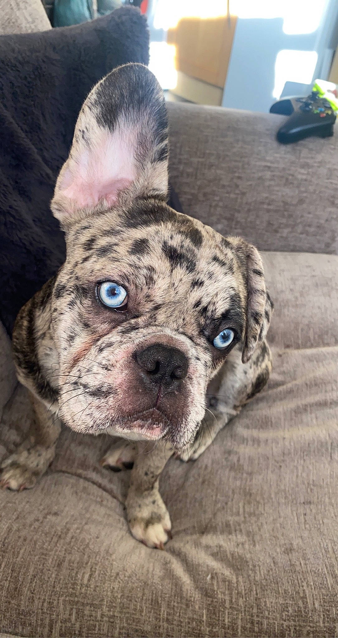 Zeus is registered to the contest to win money with this photo: bulldog, canidae, carnivore, collar, companion_dog, dog, dog_breed, dog_collar, ear, fawn, flooring, french_bulldog, fur, snout, sporting_group, terrestrial_animal, toy_dog, whiskers, working_animal, wrinkle