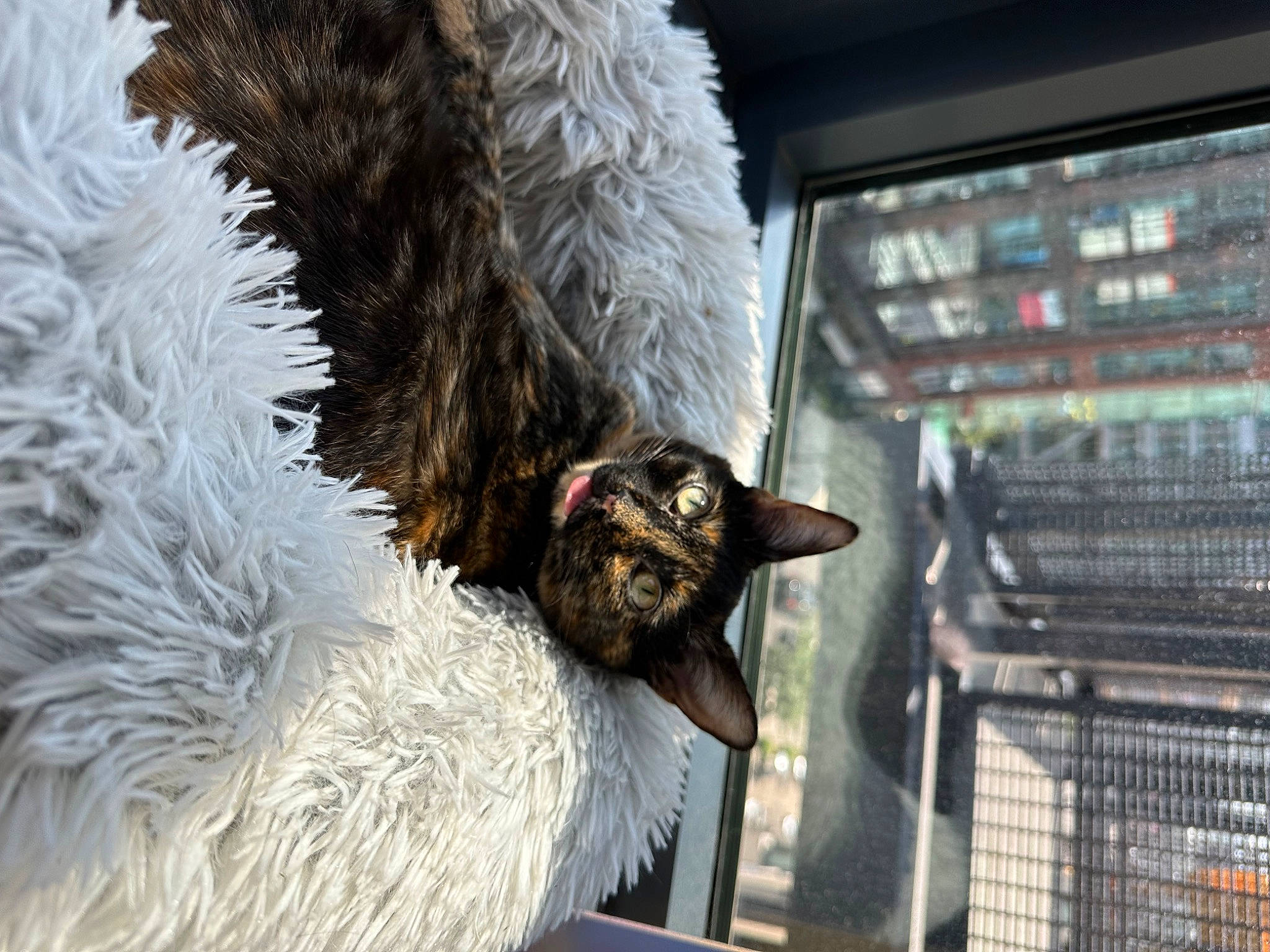 Zig joined the competition — help win amazing prizes! alpaca, carnivore, dog_breed, fawn, feather, felidae, fur, goats, livestock, natural_material, pet_supply, sheep, small_to_medium_sized_cats, snout, tail, terrestrial_animal, vertebrate, whiskers, window, working_animal