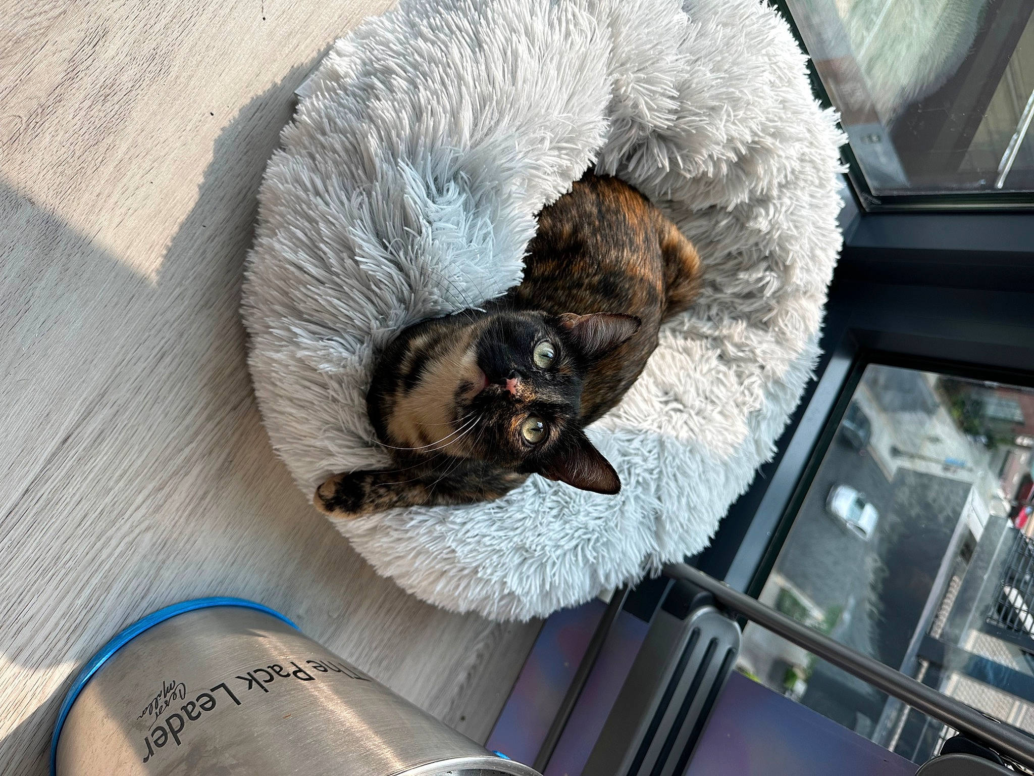 Zig is registered to the contest to win money with this photo: canidae, carnivore, cat_bed, cat_supply, comfort, companion_dog, couch, dog_breed, dog_supply, fawn, felidae, fur, paw, pet_supply, small_to_medium_sized_cats, snout, sporting_group, tail, whiskers, working_animal