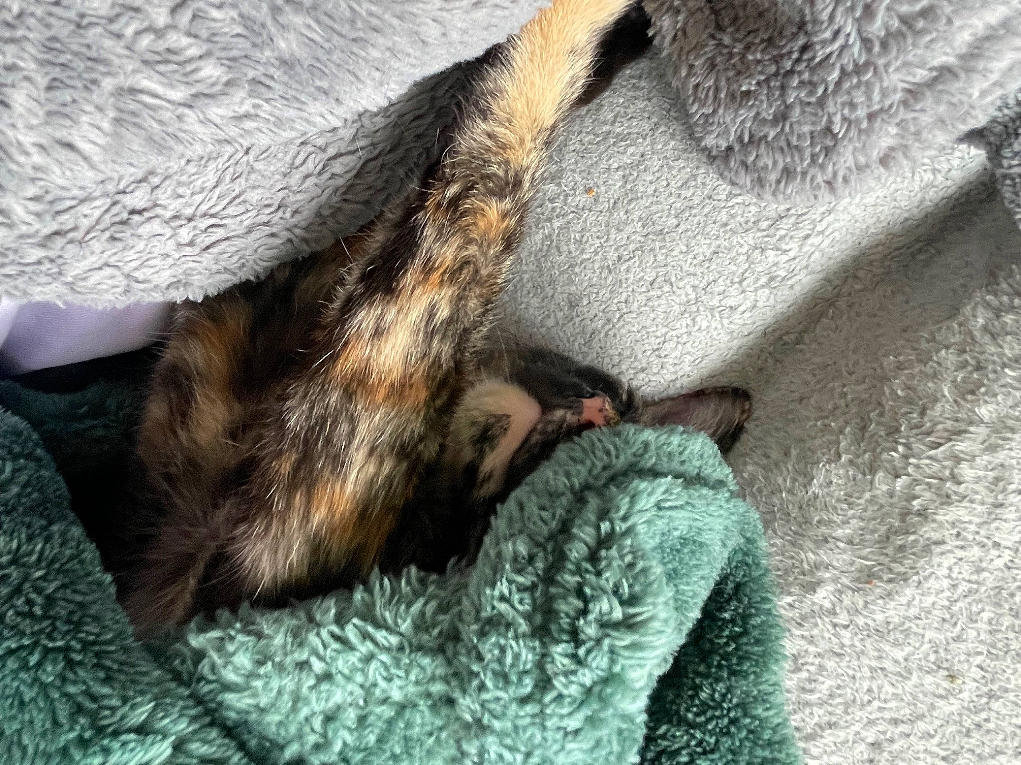 Zig is registered to the contest to win money with this photo: carnivore, cat, comfort, dog_breed, domestic_short_haired_cat, fawn, felidae, fur, gesture, grey, human_leg, linens, long_hair, paw, small_to_medium_sized_cats, snout, tail, thigh, tree, whiskers