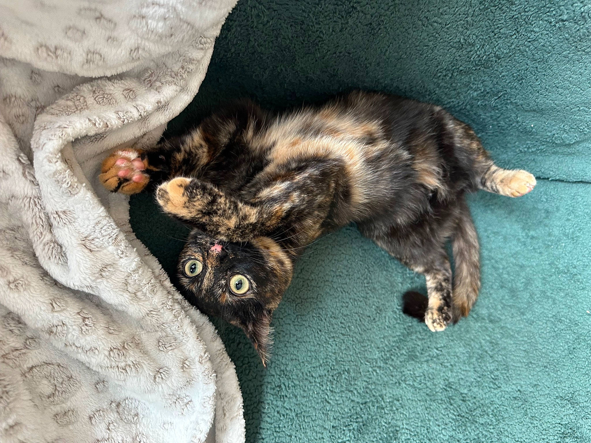 Zig joined the competition — help win amazing prizes! canidae, carnivore, cat, claw, comfort, dog_breed, domestic_short_haired_cat, felidae, fur, nap, pattern, paw, sleep, small_to_medium_sized_cats, snout, sporting_group, tail, terrestrial_animal, whiskers