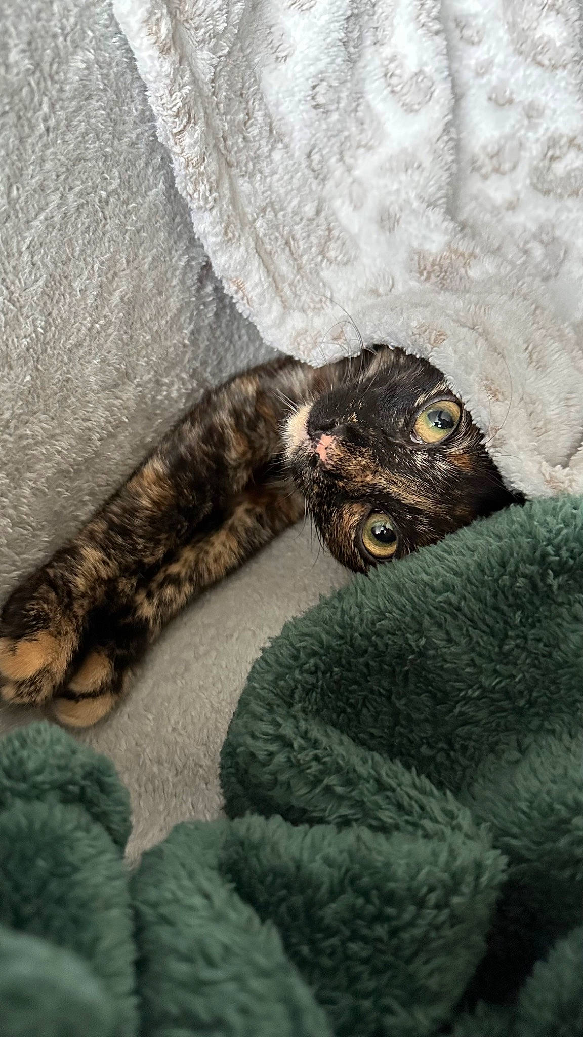 Zig is registered to the contest to win money with this photo: carnivore, cat, claw, fashion_accessory, felidae, fur, grey, knitting, nail, pattern, paw, sleeve, small_to_medium_sized_cats, tail, terrestrial_animal, thread, toy, whiskers, wool, woolen