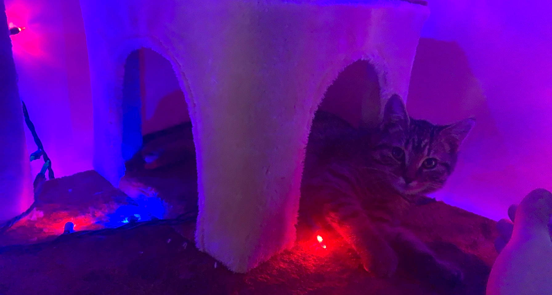 Bandit is registered to the contest to win money with this photo: carnivore, cat, darkness, electric_blue, entertainment, event, felidae, magenta, midnight, pink, plant, purple, red, sky, small_to_medium_sized_cats, tail, tree, violet, whiskers, winter