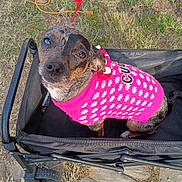 Piggy is registered to the contest to win money with this photo: animal, black_wagon, canine, curious, cute, dog, domestic_animal, furry, grass, head_tilt, leisure, mixed_eye_color, outdoor, pet, pink_sweater, polka_dots, portrait, sitting, small_dog, wagon