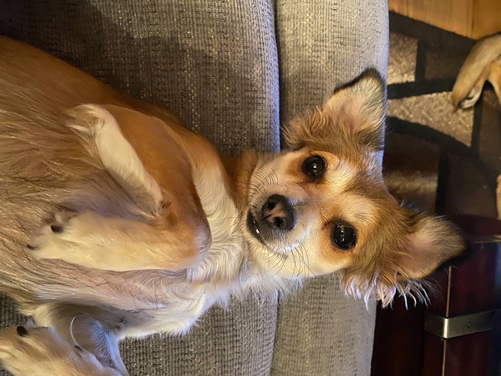 Zoey joined the competition — help win amazing prizes! canidae, carnivore, comfort, companion_dog, corgi_chihuahua, dog, dog_breed, dog_supply, ear, fawn, fur, non_sporting_group, paw, snout, sporting_group, terrestrial_animal, toy_dog, whiskers, wildlife, working_animal