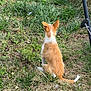 dog, grass, lawn, outdoor, pet, animal, mower_handle, orange_fur, white_fur, sitting, back_view, nature, yard, summer, sunlight, small_dog, quiet, watching, field, greenery