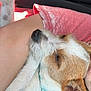 dog, sleeping, close_up, snuggling, person, arm, car_seat, fur, relaxed, pink_shirt, texture, cozy, pet, companion, resting, casual, domestic, animal, mammal, cute