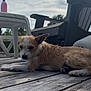 Festus is registered to the contest to win money with this photo: dog, outdoor, wooden_deck, plastic_chair, cloudy_sky, relaxed, pet, animal, fur, lying_down, daytime, backyard, sunlight, nature, canine, quiet, resting, small_dog, ears, nose