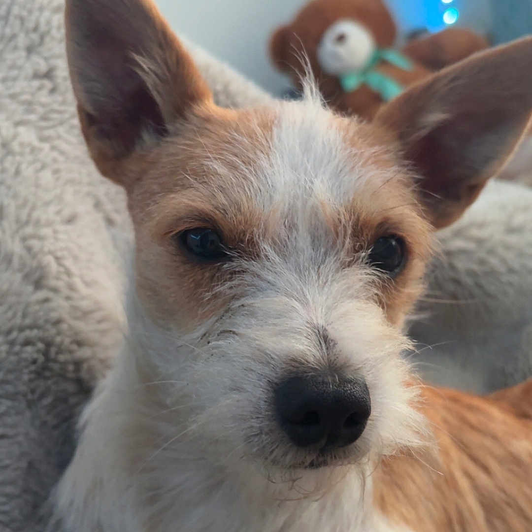 Festus is registered to the contest to win money with this photo: animal, background_blur, blanket, brown, close_up, companion, cozy, cute, dog, ears, fur, furry, indoor, led_lights, pet, portrait, resting, soft_lighting, teddy_bear, white