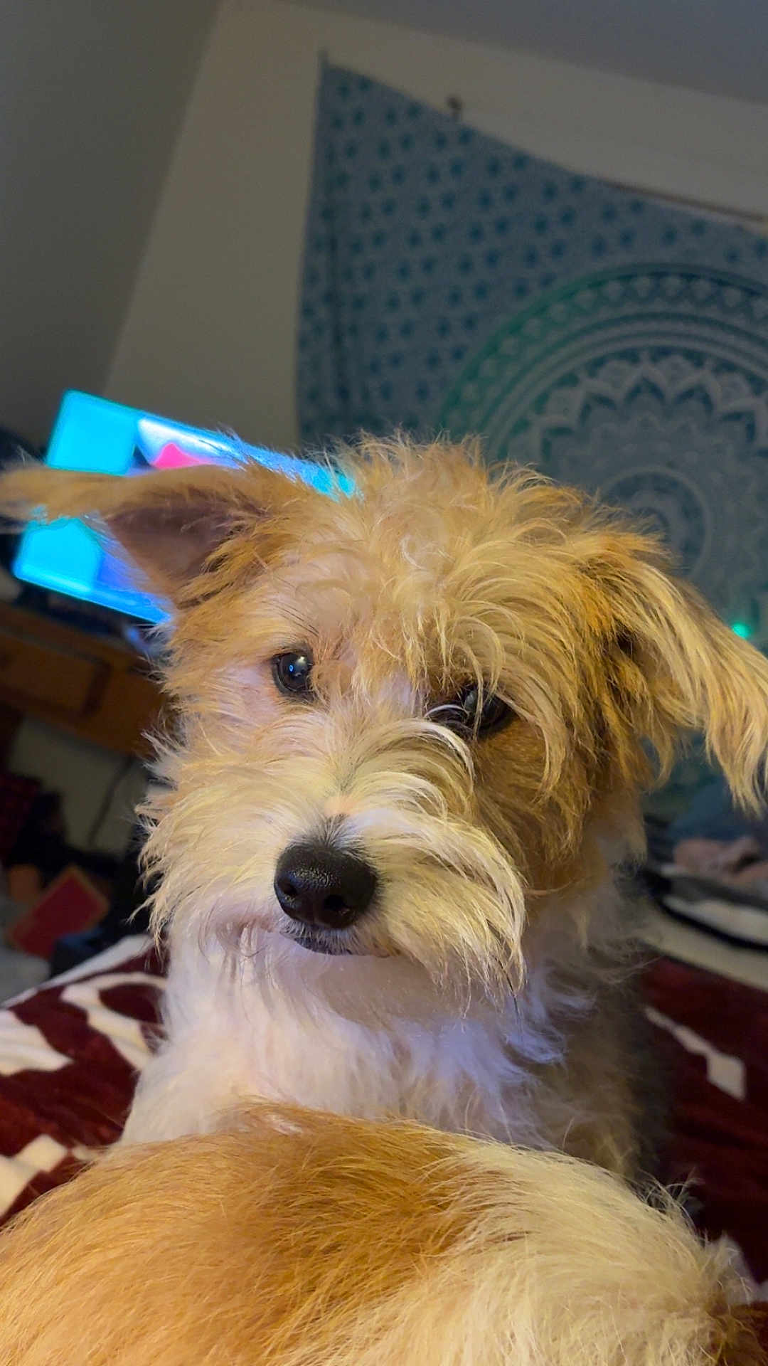 Remi