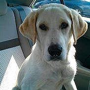 Marla is registered to the contest to win money with this photo: dog, white_dog, pet, car_interior, backseat, window, daylight, animal, sitting, fur, canine, looking_at_camera, vehicle, leather_seat, seatbelt, outdoor_view, road, transportation, companion, domestic_animal