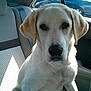dog, white_dog, pet, car_interior, backseat, window, daylight, animal, sitting, fur, canine, looking_at_camera, vehicle, leather_seat, seatbelt, outdoor_view, road, transportation, companion, domestic_animal