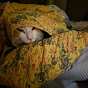 Rebecca Thomas is registered to the contest to win money with this photo: animal, bed, blanket, cat, comfort, cozy, cute, face, floral_pattern, fur, home, indoor, pet, quilt, relaxing, resting, sleepy, soft_light, warm, yellow