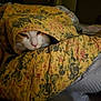 animal, bed, blanket, cat, comfort, cozy, cute, face, floral_pattern, fur, home, indoor, pet, quilt, relaxing, resting, sleepy, soft_light, warm, yellow