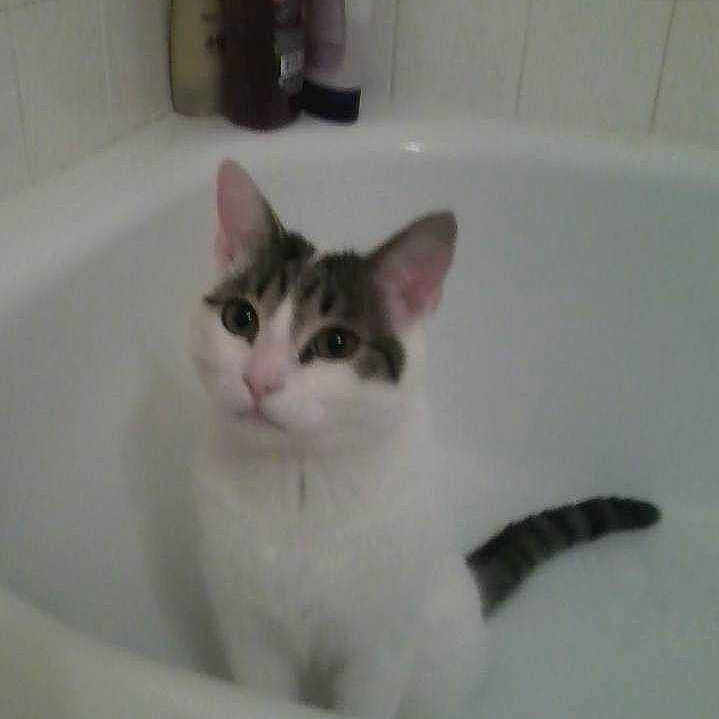 Slinky is registered to the contest to win money with this photo: