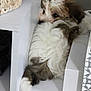 Bubu is registered to the contest to win money with this photo: puppy, dog, fluffy, white, brown, cubicle, shelf, basket, box, carpet, indoor, pet, cute, fur, resting, cozy, small_space, curious, home, animal