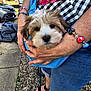 puppy, dog, hands, bracelets, person, blue_cloth, outdoor, gravel, casual_clothing, jeans, sandals, nail_polish, greenery, car, summer, pet, cute, animal, holding, portrait