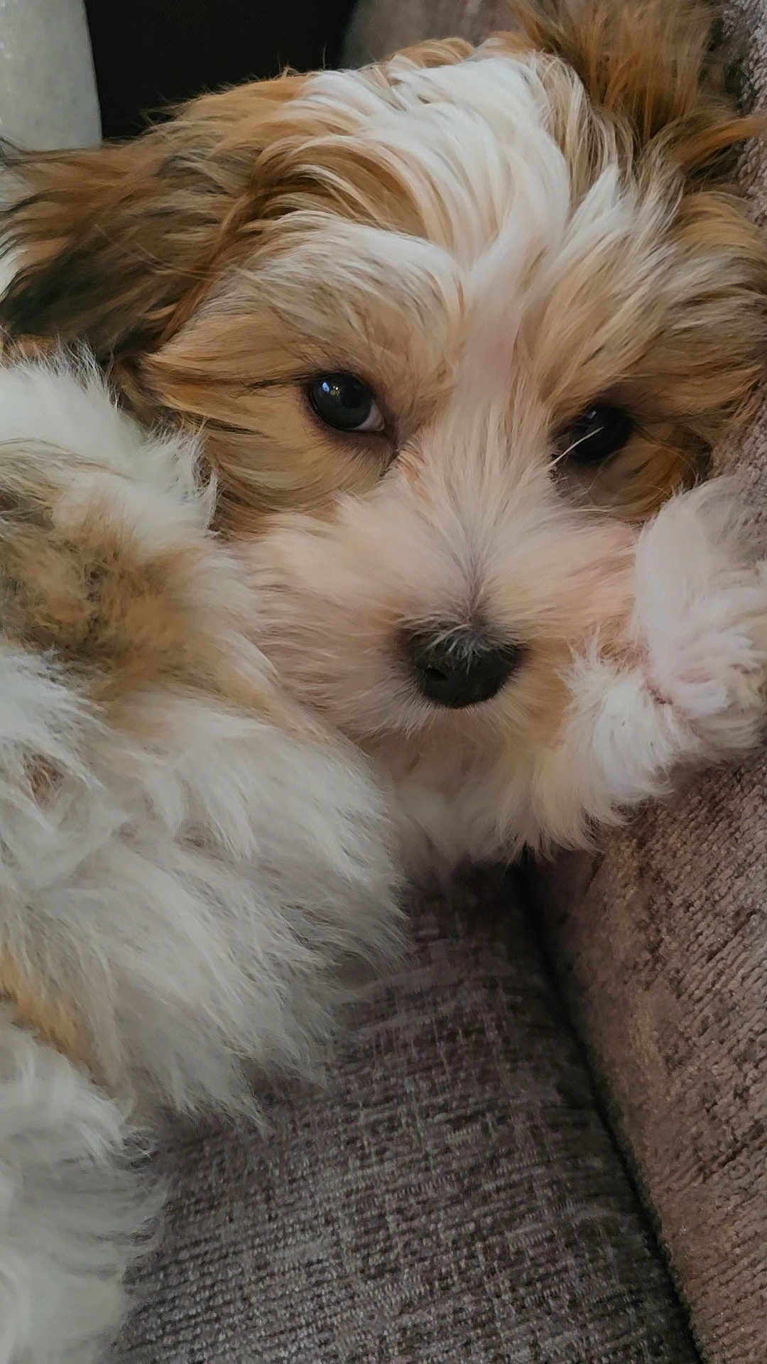 Bubu
